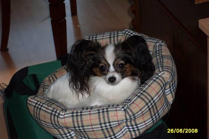 Papillon Nicorette - mode-dyr billede 1