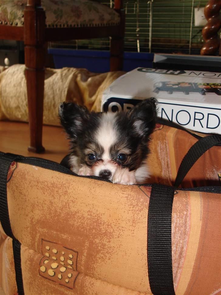 Papillon Nicorette - titte-titte-bøhh billede 2