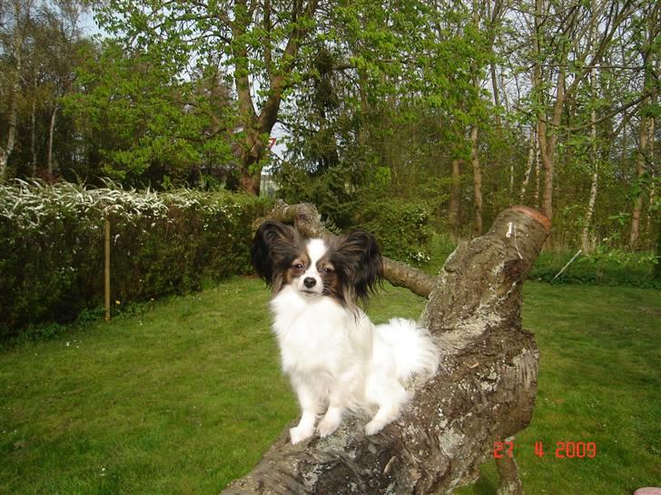 Papillon Nicorette - Nicorette nyder overblikket billede 3