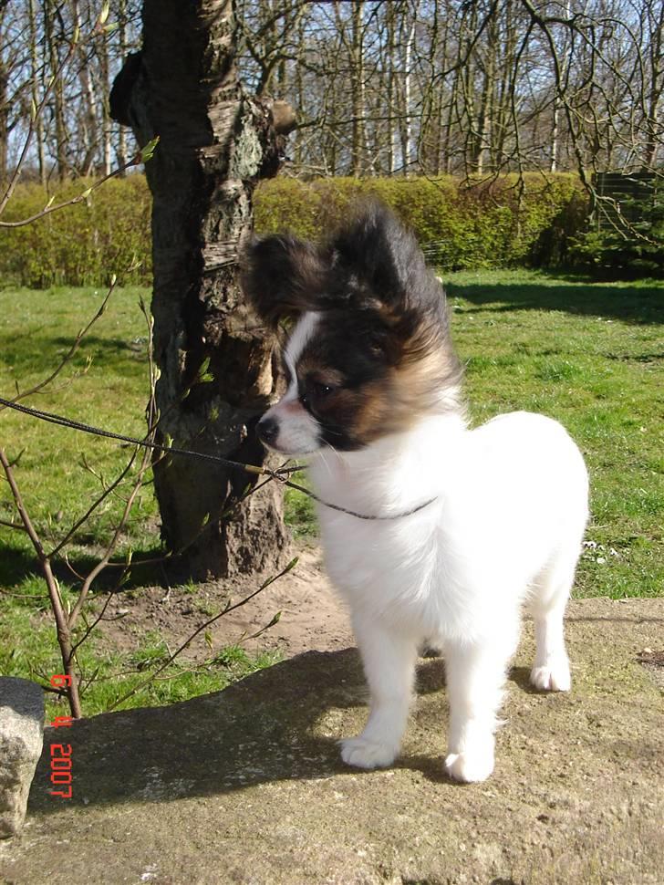 Papillon Nicorette - 5 mdr gammel billede 4