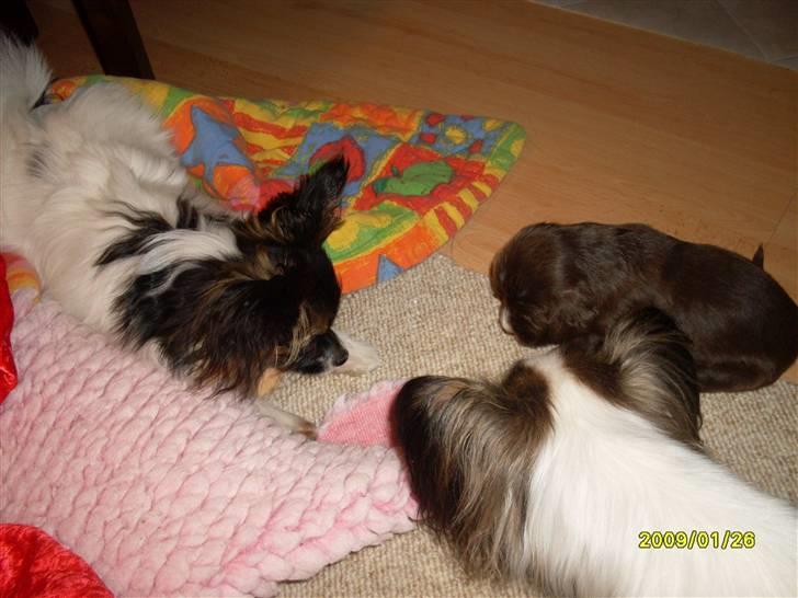 Papillon Nicorette - Puff og Nicorette er legetanter til en Field hvalp  billede 5