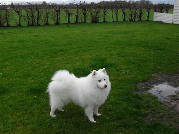 Japansk spids tiko billede 18