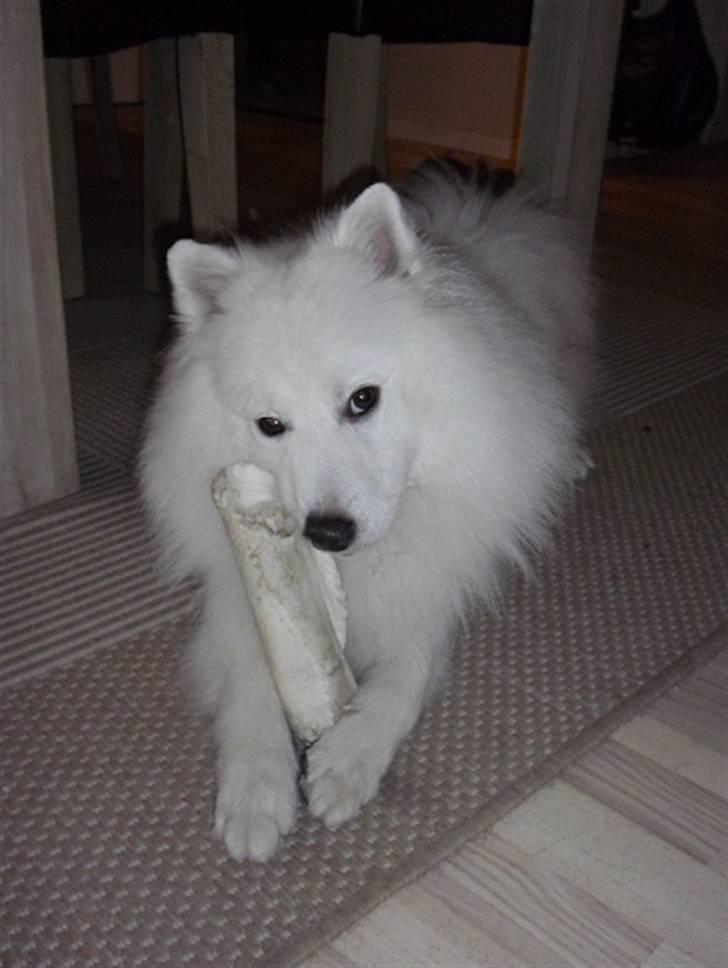 Japansk spids tiko billede 19