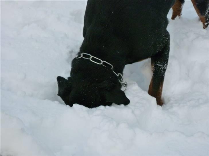 Rottweiler Uffe billede 7