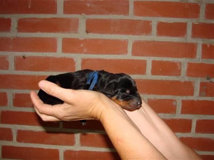 Dobermann Raphael's Izette Jinxix  - Uuuh denne verden er stor... billede 8