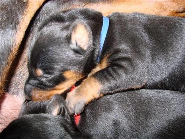 Dobermann Raphael's Izette Jinxix  - Det er nu bedst ved Moar... billede 9