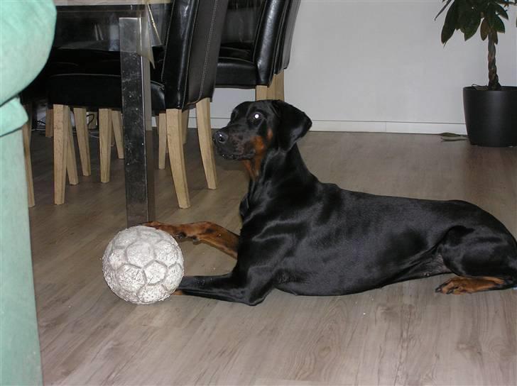 Dobermann Raphael's Izette Jinxix  - Min bold og kun min ;) billede 10