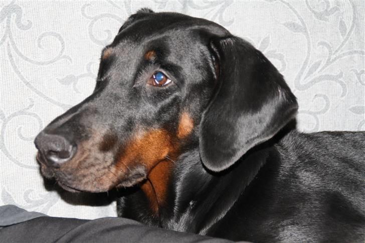 Dobermann Raphael's Izette Jinxix  billede 11