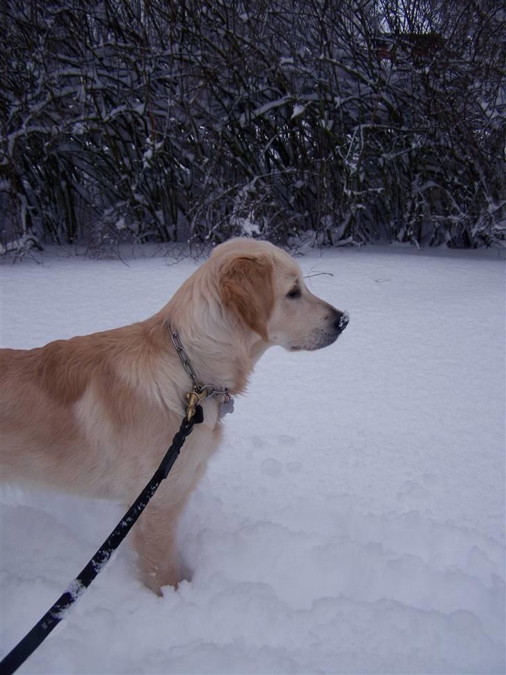 Golden retriever Charlie billede 2