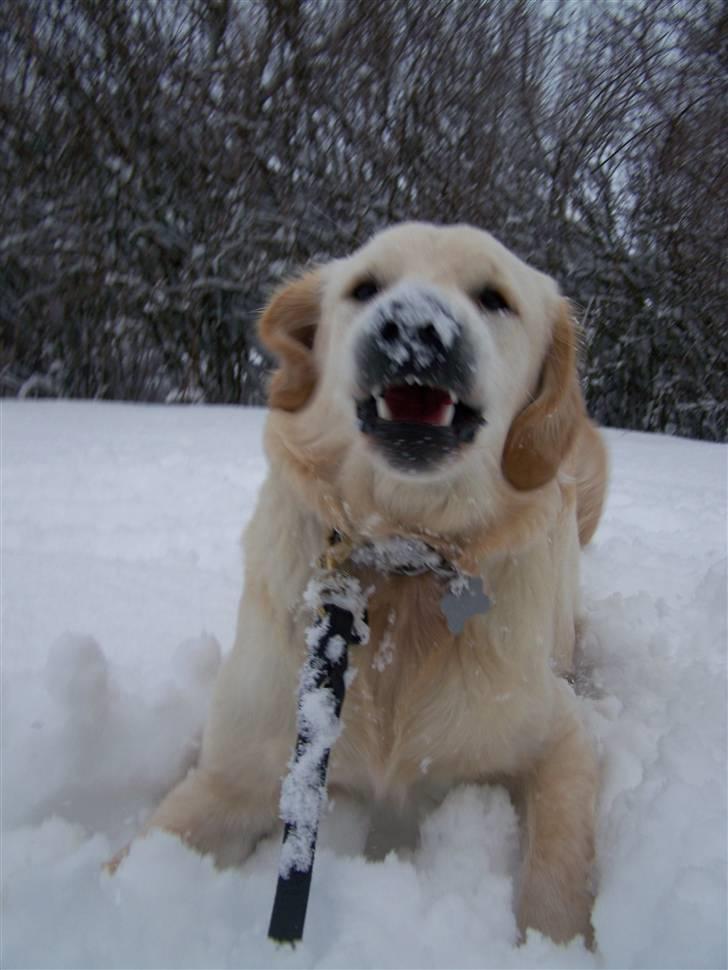 Golden retriever Charlie billede 3