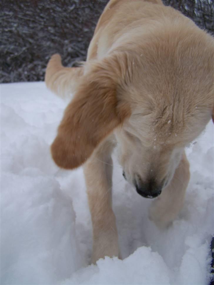Golden retriever Charlie billede 4