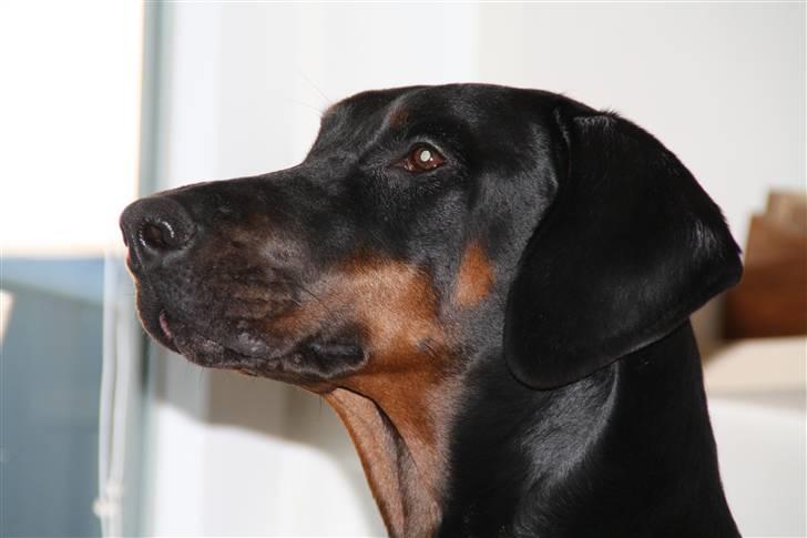 Dobermann Raphael's Izette Jinxix  billede 12