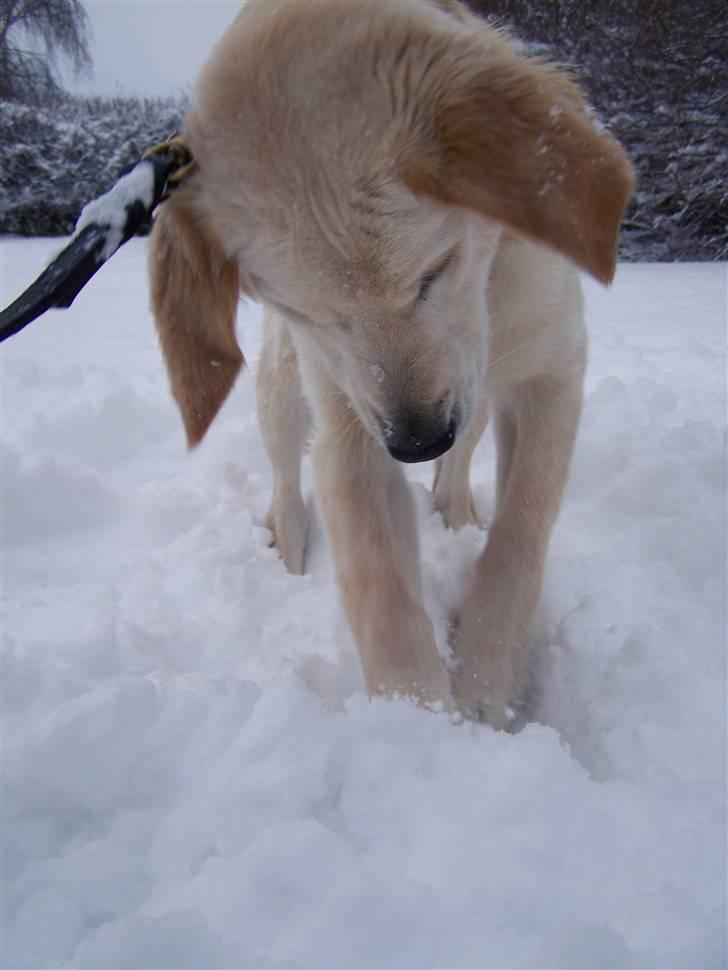 Golden retriever Charlie billede 5