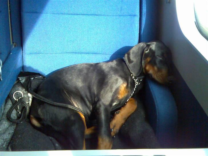 Dobermann Raphael's Grieg (Zaki) - Man kan jo lige tage en slapper nu når det er DSB man kører med... billede 9