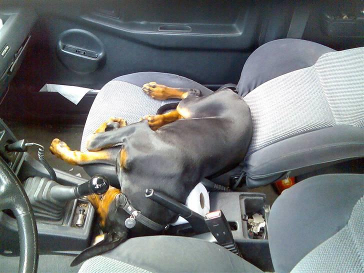 Dobermann Raphael's Grieg (Zaki) - En rigtig bilalarm... billede 10