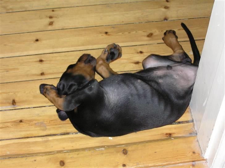 Dobermann Raphael's Grieg (Zaki) - Når man er træt, så er man atlså træt. billede 11