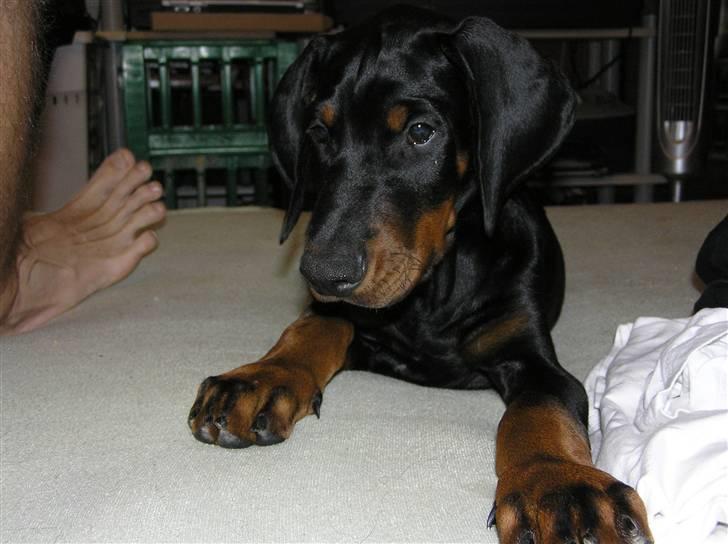 Dobermann Raphael's Grieg (Zaki) billede 12