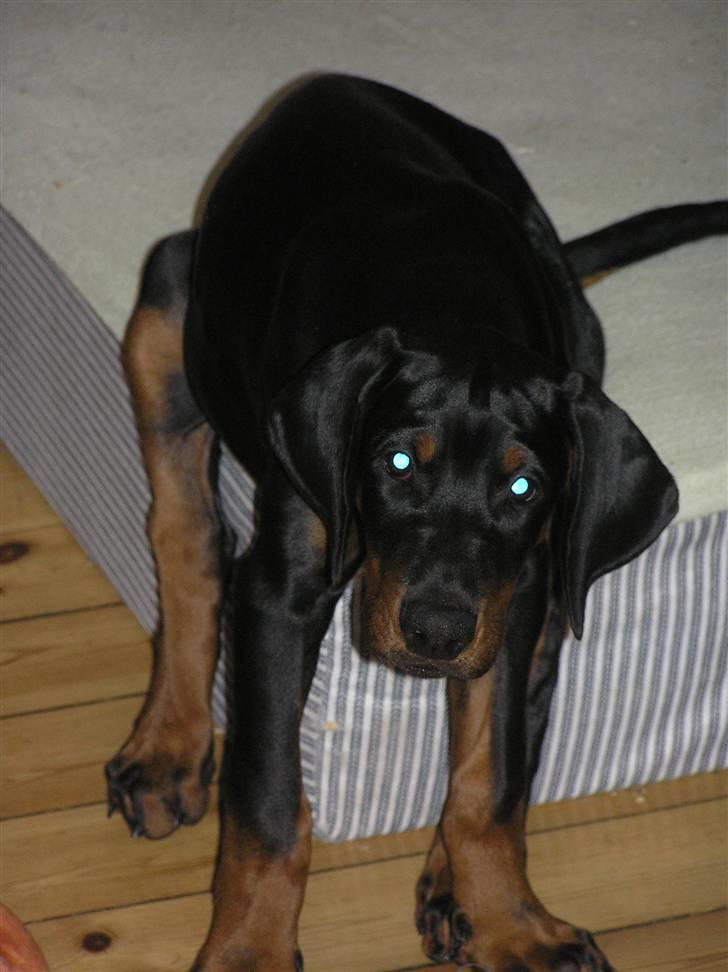 Dobermann Raphael's Grieg (Zaki) - Jeg skal nok blive siddende til du kommer tilbage... billede 13