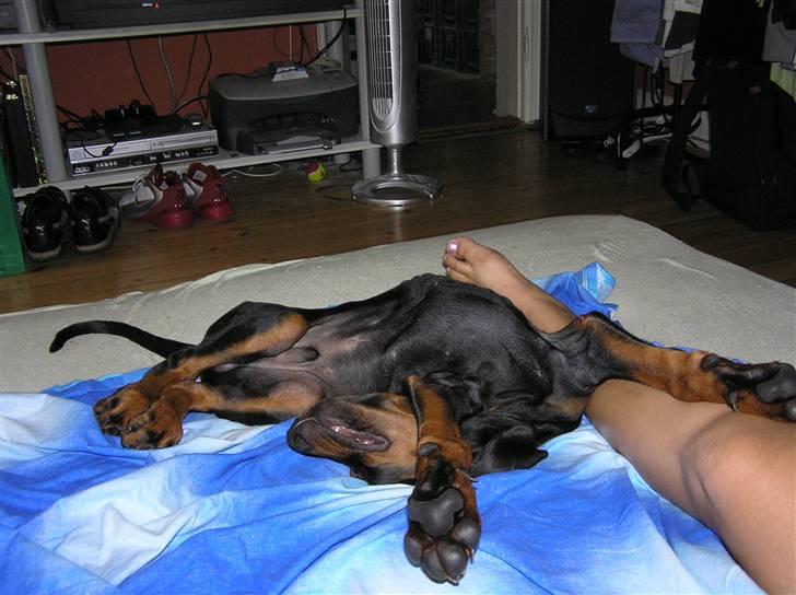 Dobermann Raphael's Grieg (Zaki) - Sådan ligger jeg stadig og sover i sengen... ;) billede 14