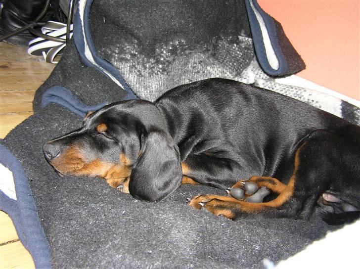 Dobermann Raphael's Grieg (Zaki) - Bliver ikke kaldt fedtmule for ingenting ;) billede 15