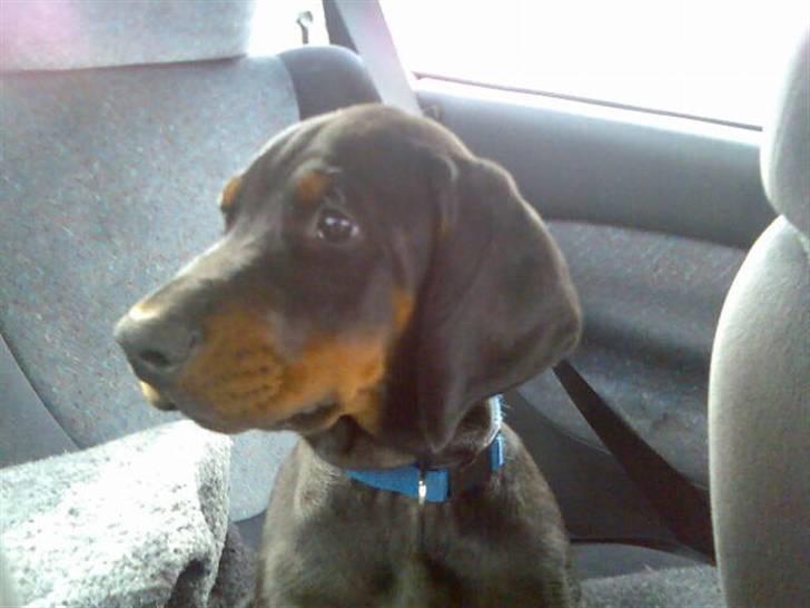 Dobermann Raphael's Grieg (Zaki) - Min første køretur i bil... Er lige blevet hentet af min nye mor :) billede 16