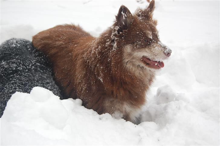 Finsk lapphund Fjällfarmens Qikki - Qira i hundeskoven<3 billede 35