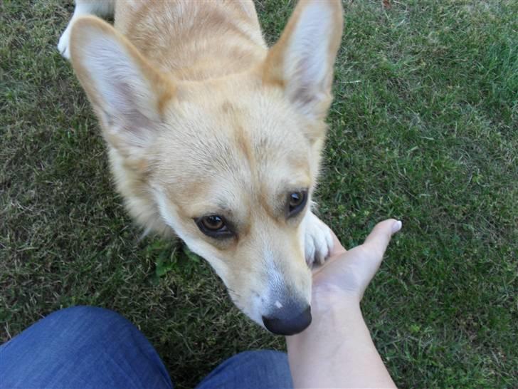 Welsh corgi pembroke kenya billede 10