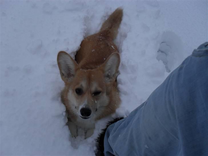 Welsh corgi pembroke kenya billede 11