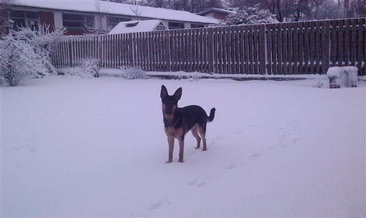 Schæferhund Bjørn - 8 måneder billede 10