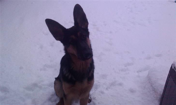 Schæferhund Bjørn billede 11