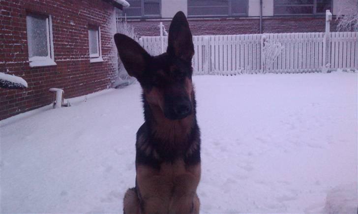 Schæferhund Bjørn billede 12