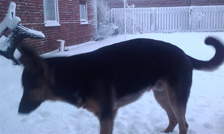 Schæferhund Bjørn billede 13