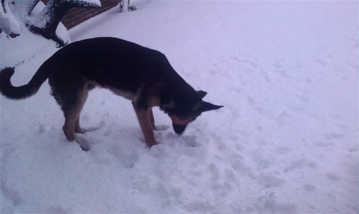 Schæferhund Bjørn billede 14