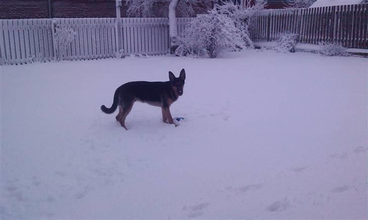 Schæferhund Bjørn billede 15