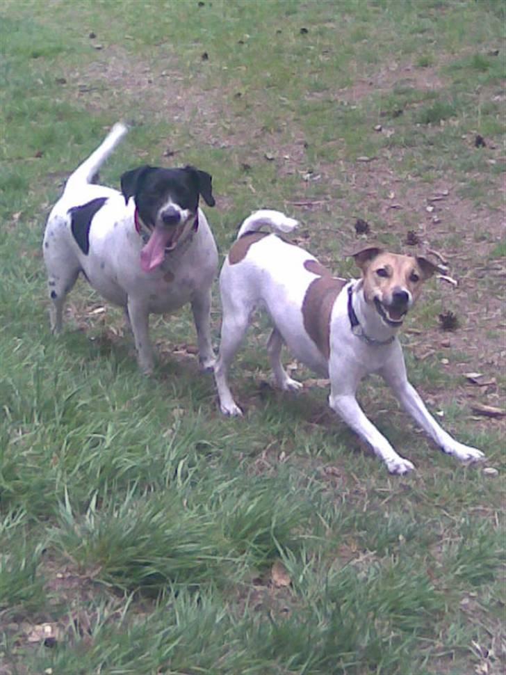 Jack russell terrier Freja "Himmelhund" billede 1