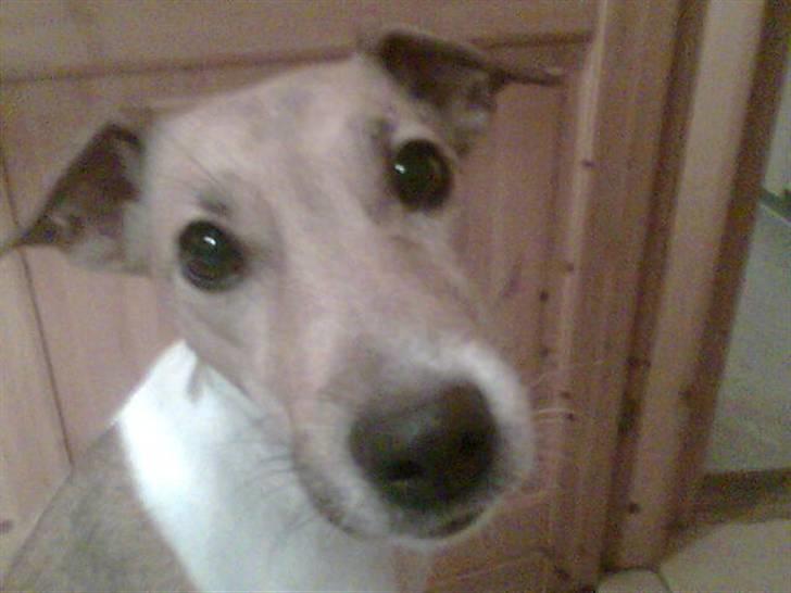 Jack russell terrier Freja "Himmelhund" billede 2