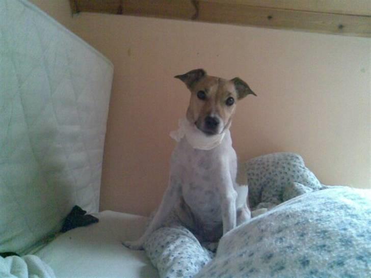 Jack russell terrier Freja "Himmelhund" billede 3