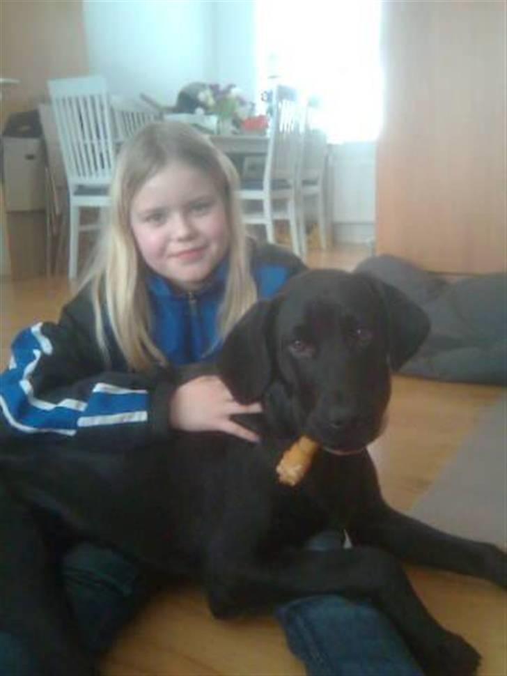 Blanding af racer Broweiler Odin - Det er go hygge billede 15