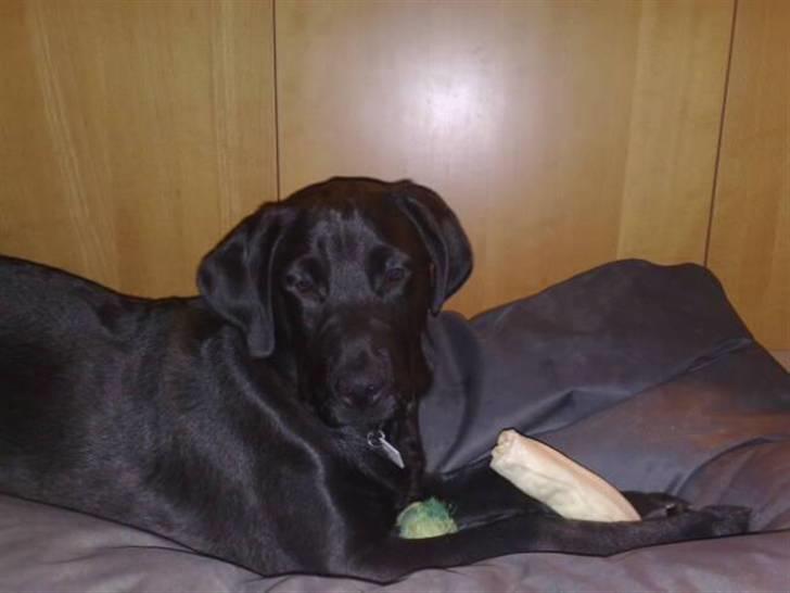 Blanding af racer Broweiler Odin - Ææælsker bar de kødben billede 16