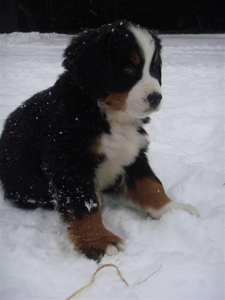 Berner sennenhund Lucas - Jeg syntes faktisk selv jeg er en ret flot fyr. 8 uger. billede 11