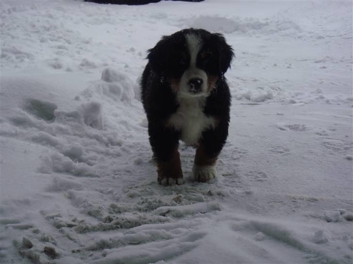 Berner sennenhund Lucas - Halløj.. 8 uger. billede 12