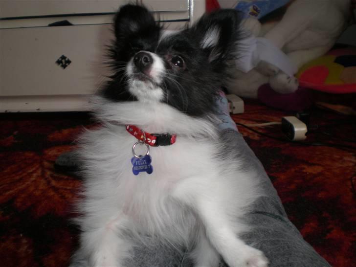 Papillon Felix R.I.P - Et af mine yndlings billeder af ham billede 11