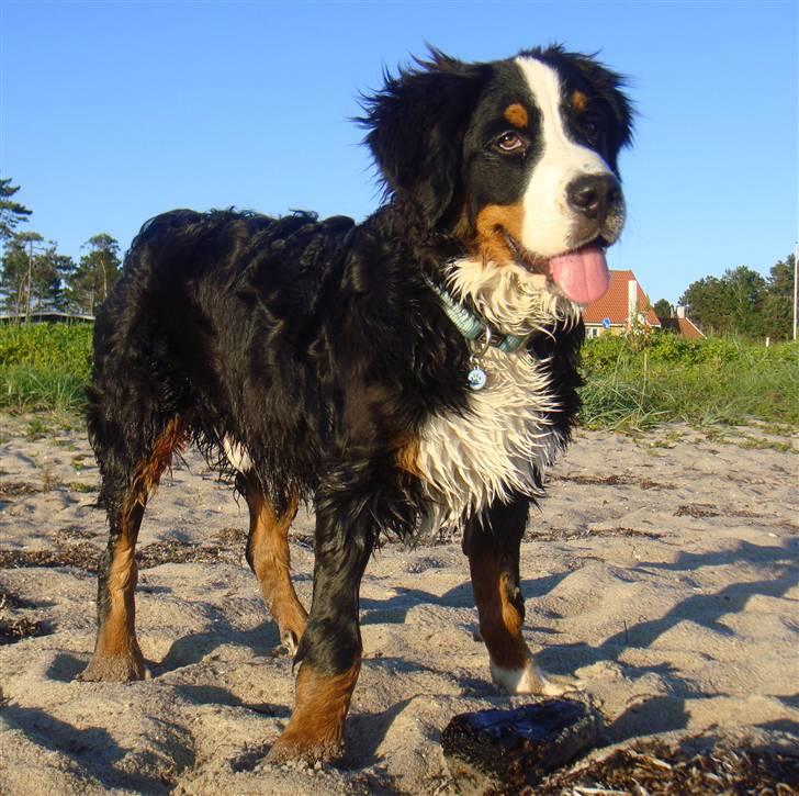 Berner sennenhund Lucas - Her er jeg på stranden i Ebeltoft. ½ år. billede 13