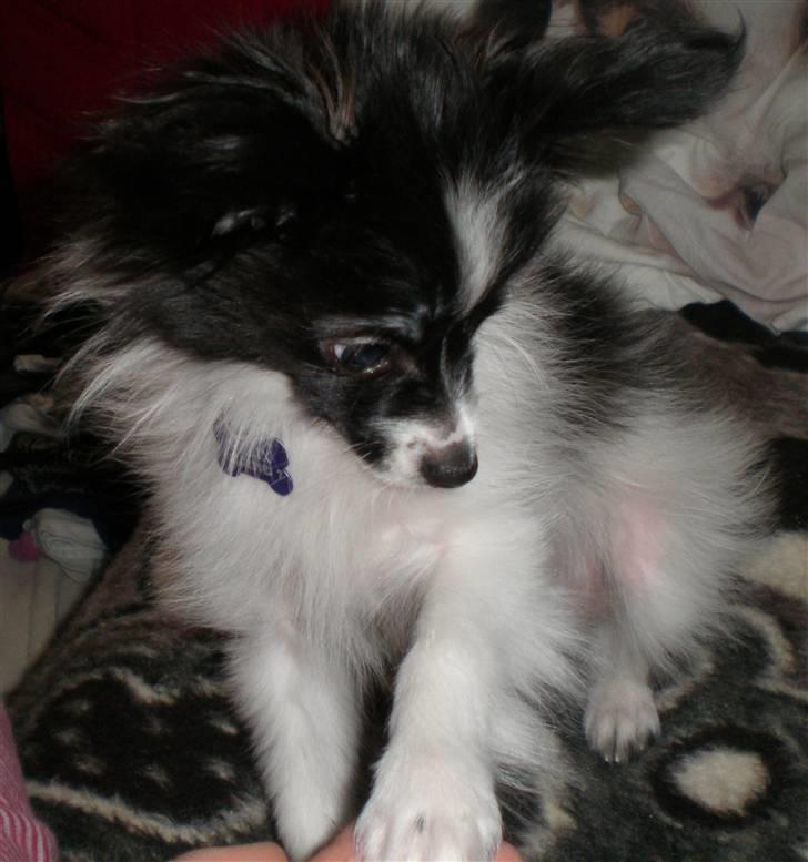 Papillon Felix R.I.P - Se jeg kan godt give pote :) billede 15