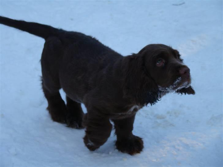Sussex spaniel Woodlandhope billede 1