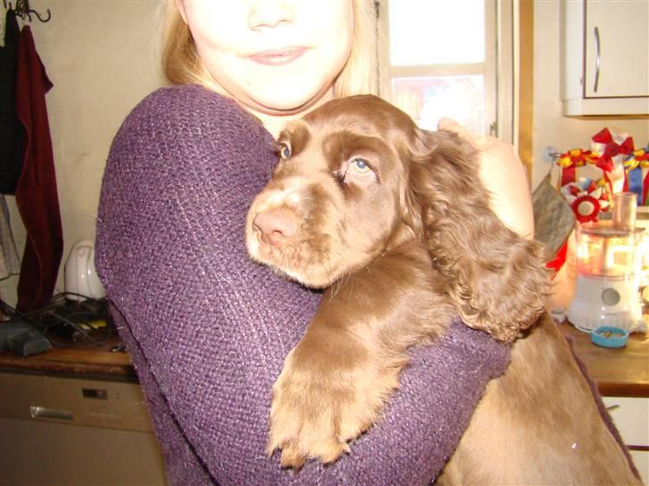 Sussex spaniel Woodlandhope billede 2