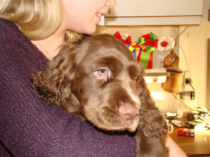Sussex spaniel Woodlandhope billede 3
