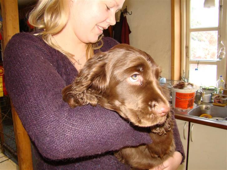 Sussex spaniel Woodlandhope billede 4