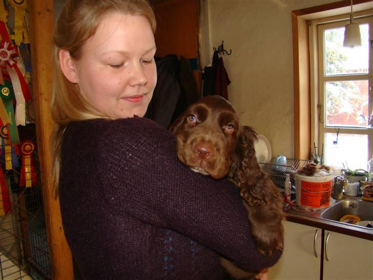 Sussex spaniel Woodlandhope billede 5