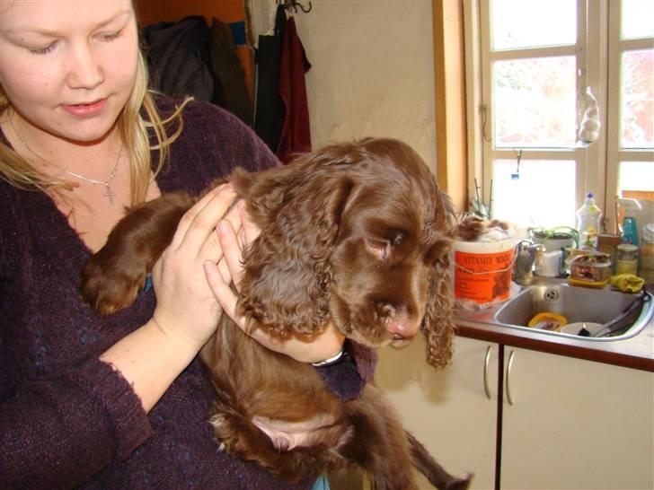 Sussex spaniel Woodlandhope billede 6